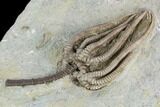 Crinoid (Agaricocrinus) Fossil - Crawfordsville, Indiana #122968-2